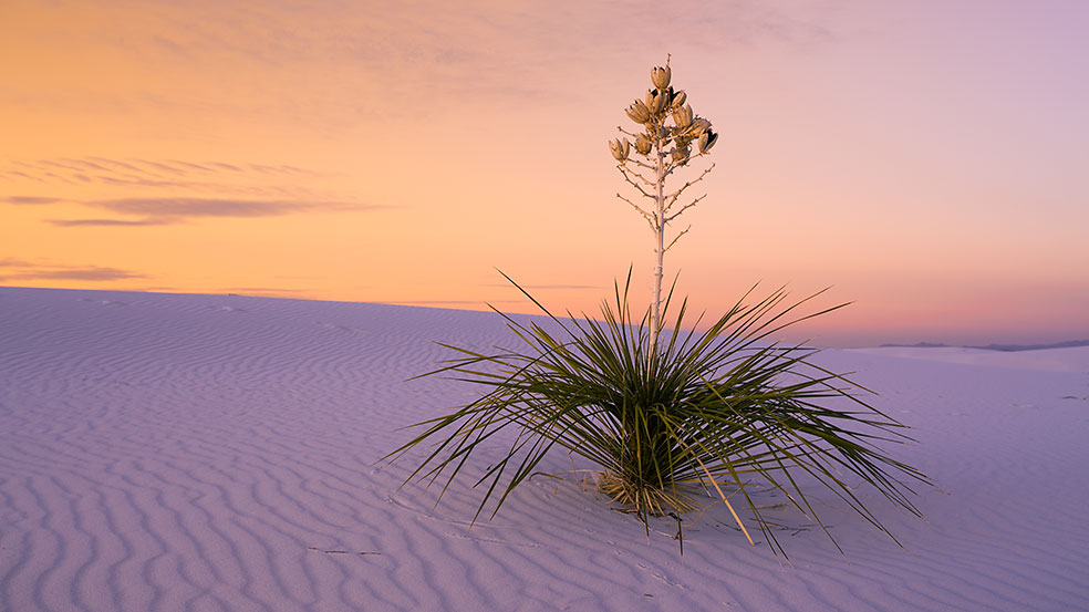 White Sands