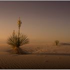 White Sands einmal anders