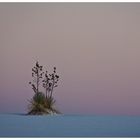 White Sands