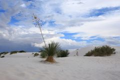 White Sands kurz vorm Gewitter