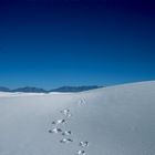 White Sands Nat. Monument, NM - 1989