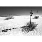 White Sands National Monument