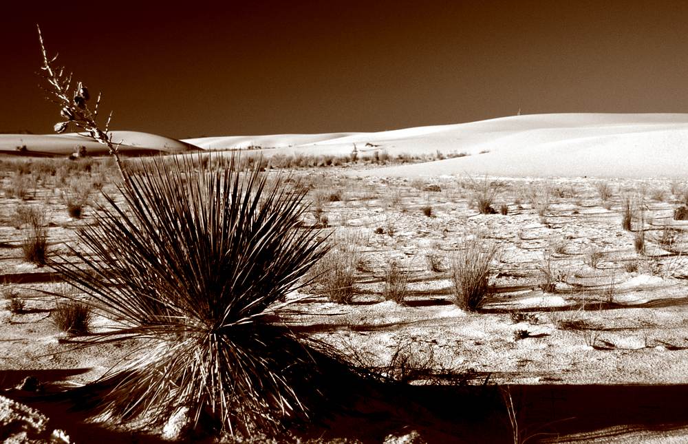 White Sands NM / Bush