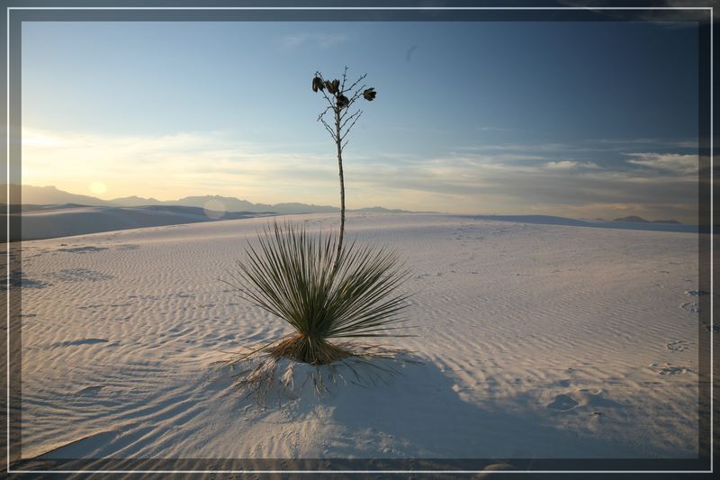 White Sands NM, New Mexico, USA