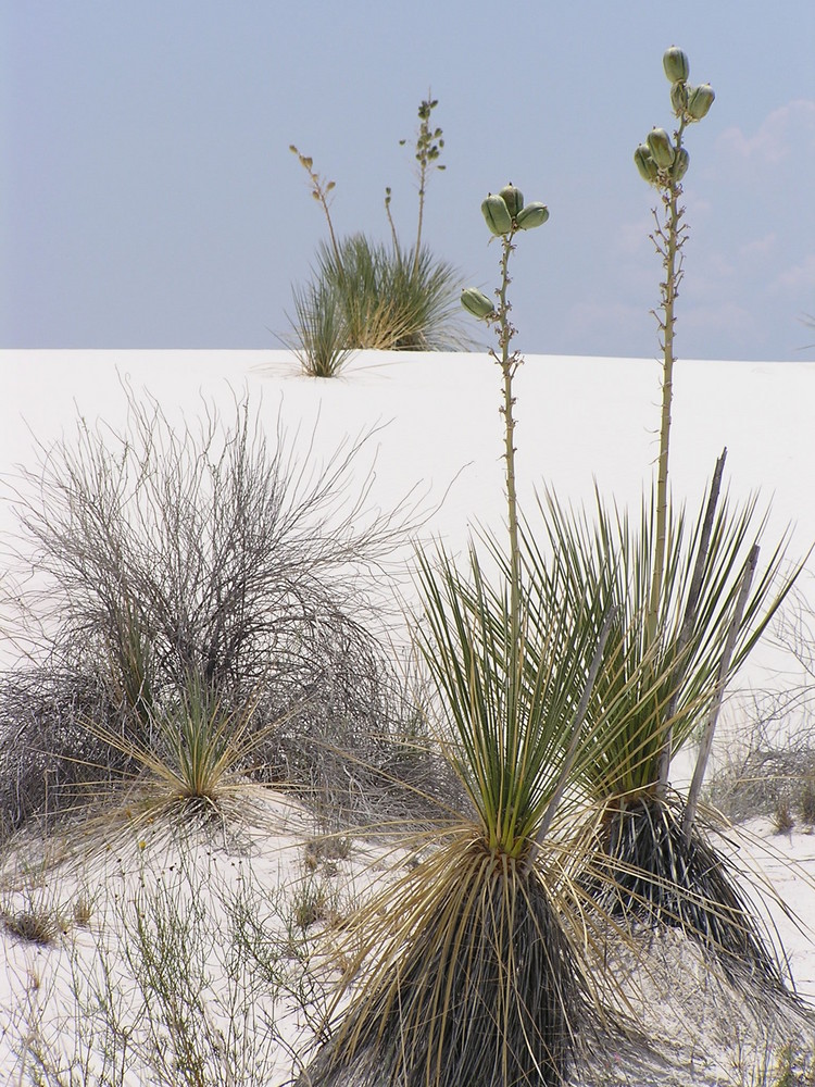 White Sands N.P. New Mexico