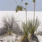 White Sands N.P. New Mexico