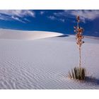 White Sands - Soaptree Yucca I