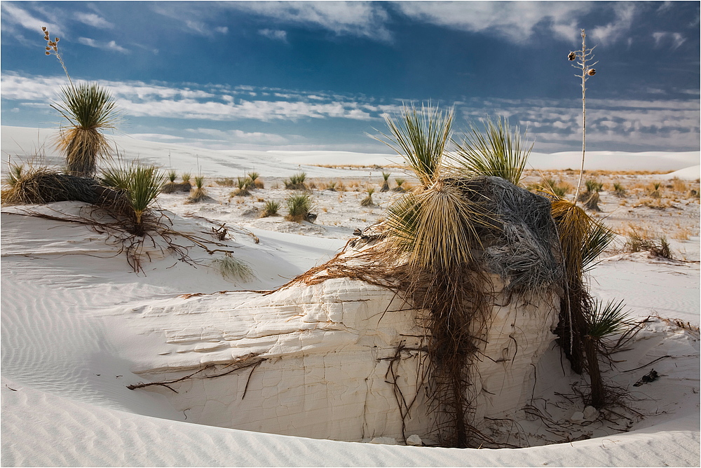 White Sands - Soaptree Yucca II