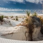 White Sands - Soaptree Yucca II
