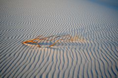 White Sands Sunset