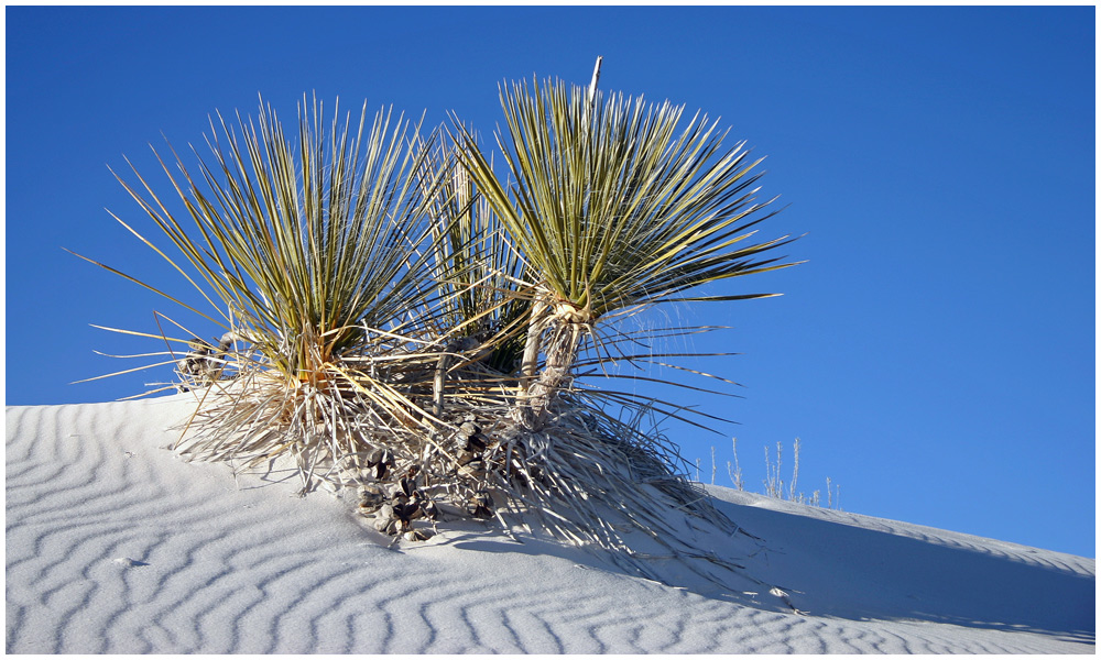 White Sands Twins