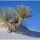 White Sands Twins