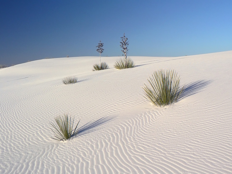 White Sands - versinkende Palmen