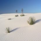 White Sands - versinkende Palmen