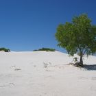 White Sands Wüste wie reingewaschen durch einen Regenschauer