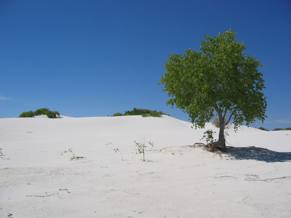 White Sands Wüste wie reingewaschen durch einen Regenschauer von Nicole L 