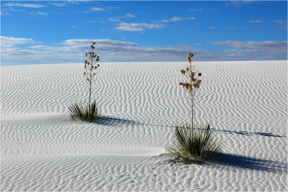 white sands yucca 1