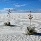 white sands yucca 1