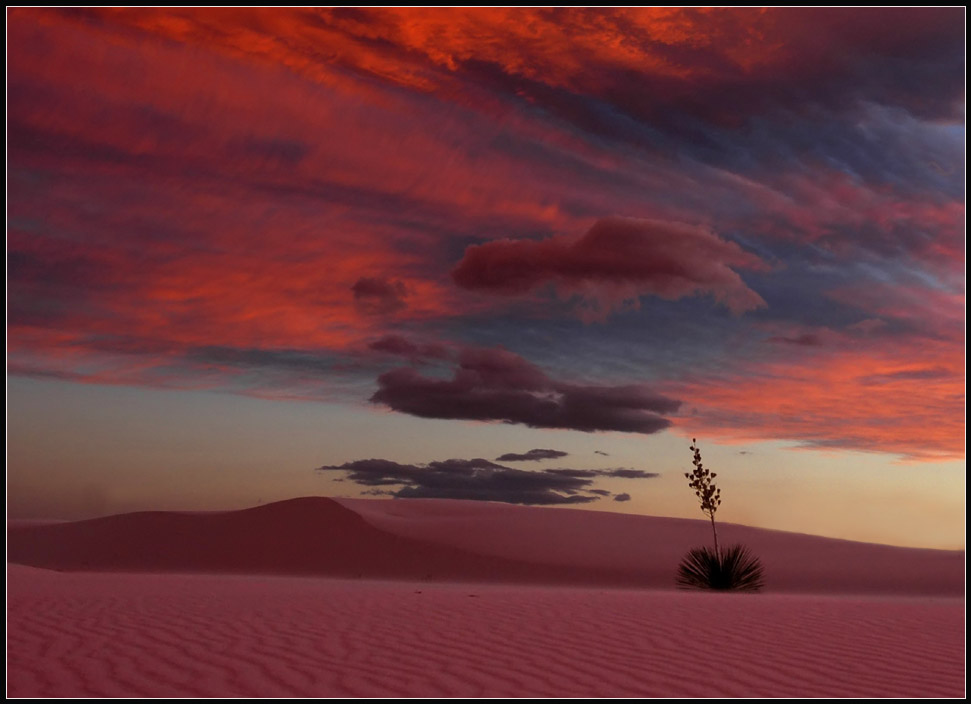 white sands yucca 3