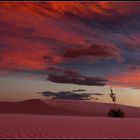 white sands yucca 3