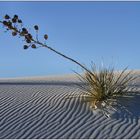 White Sands Yucca