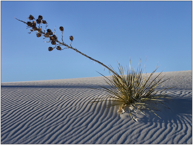 White Sands Yucca