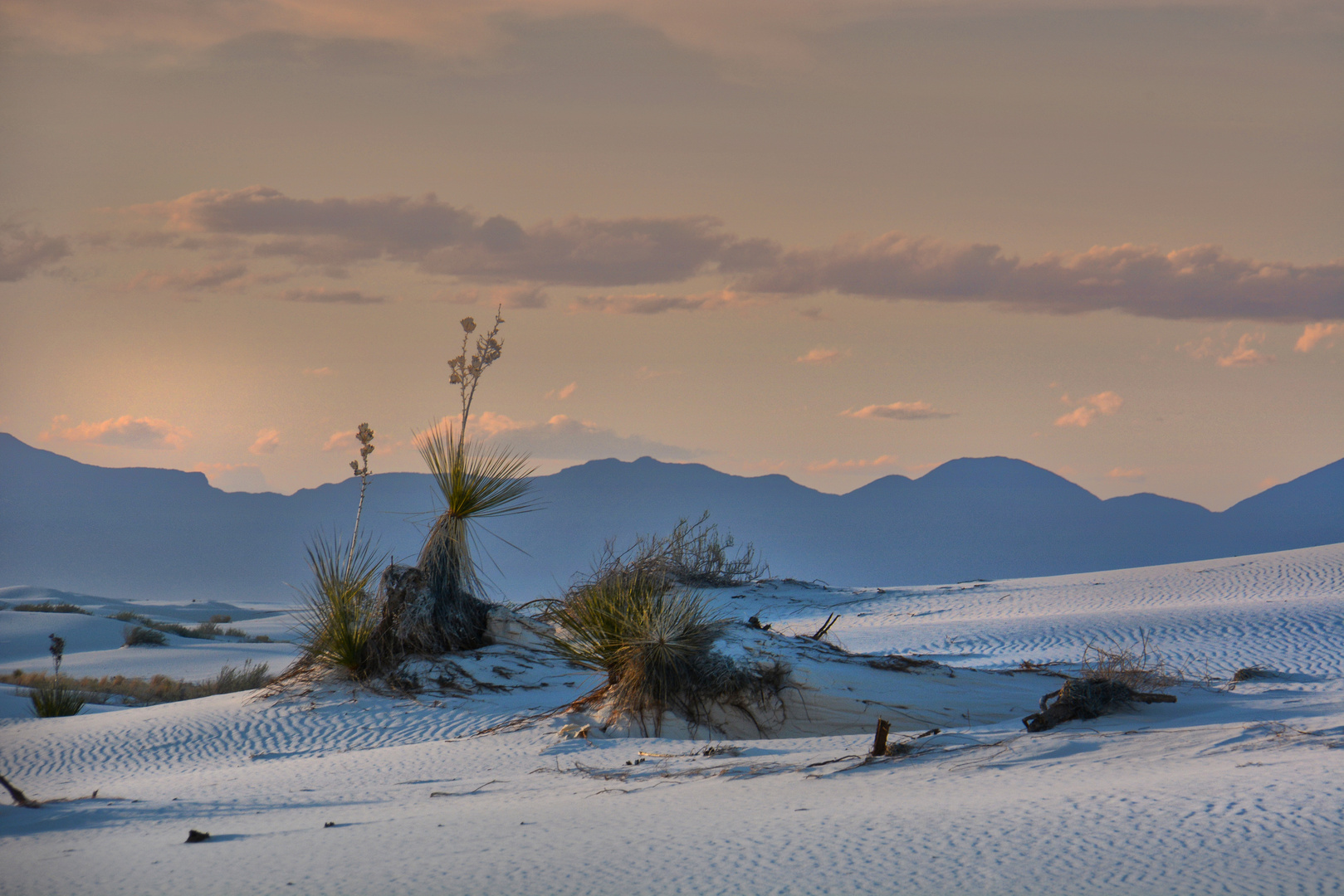 White Sands Yucca