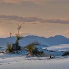 White Sands Yucca