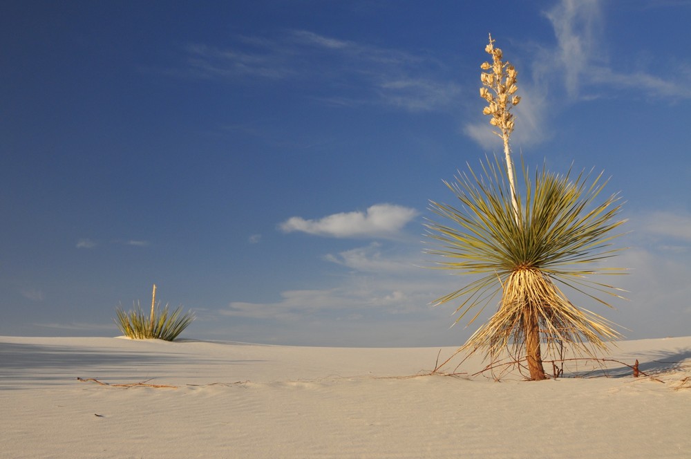 White Sands Yucca Invasion