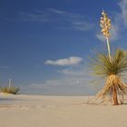 White Sands Yucca Invasion