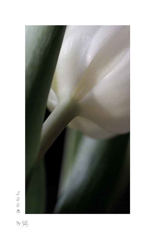 'white satin'