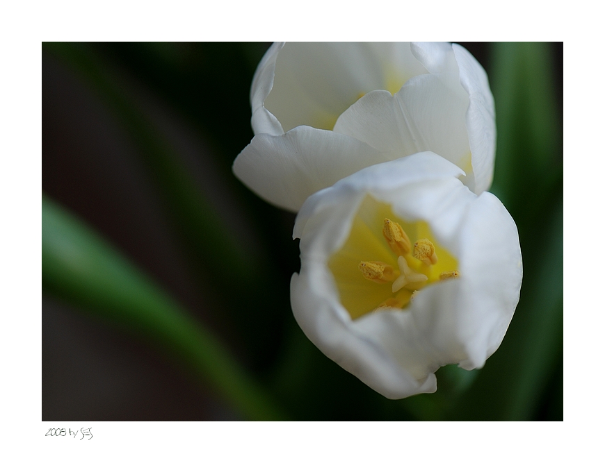 'white satin V'