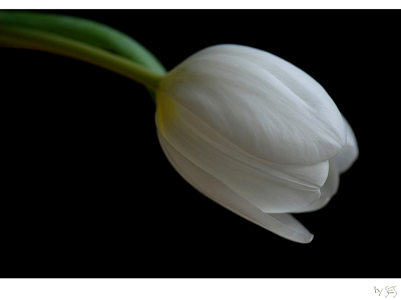 'white satin VI'