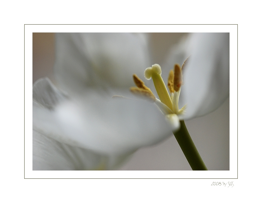 'white satin VIII'