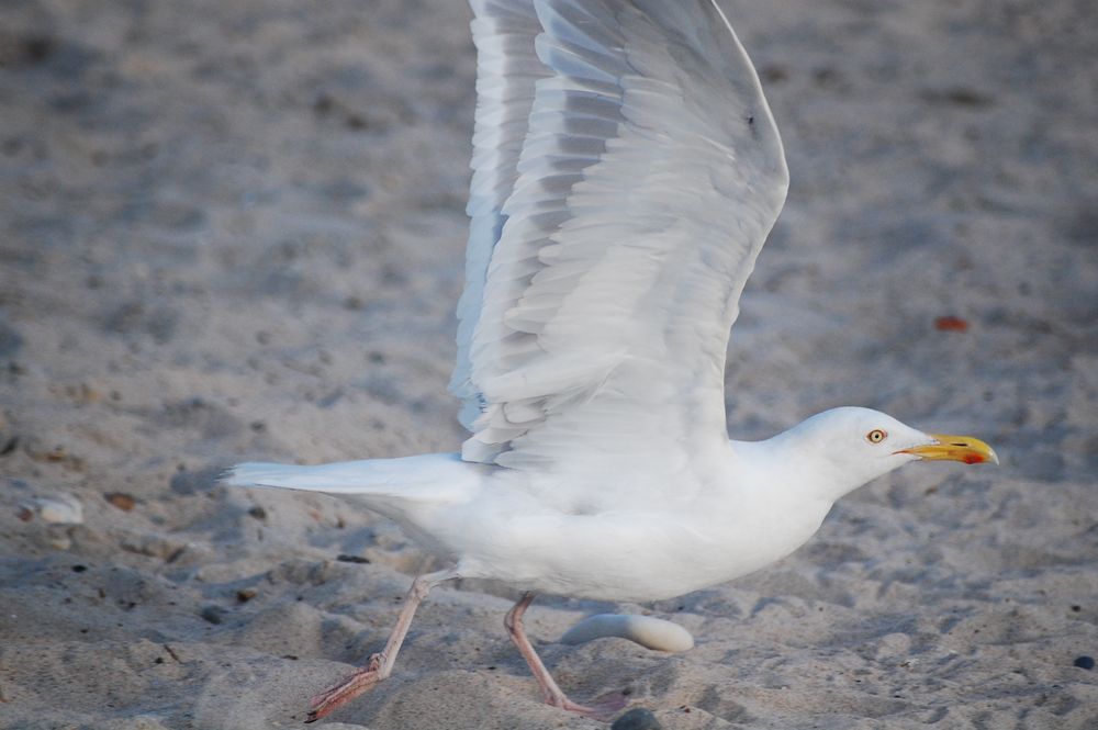 White seagull