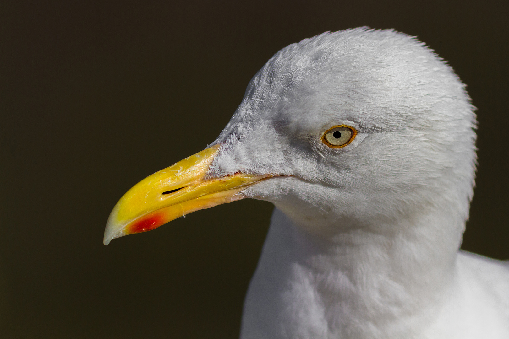 White Seagull Portraits