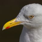 White Seagull Portraits