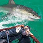 White Shark Diving 