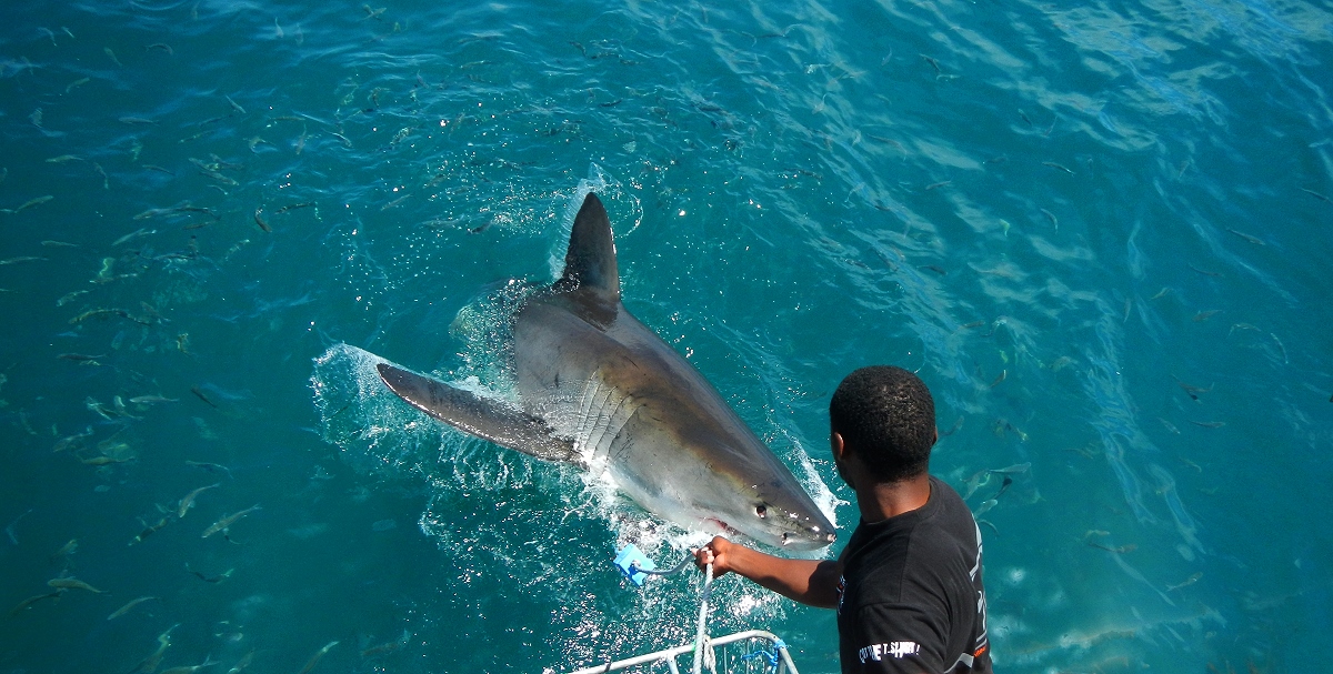 White Shark diving - Südafrika