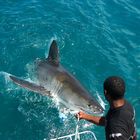 White Shark diving - Südafrika