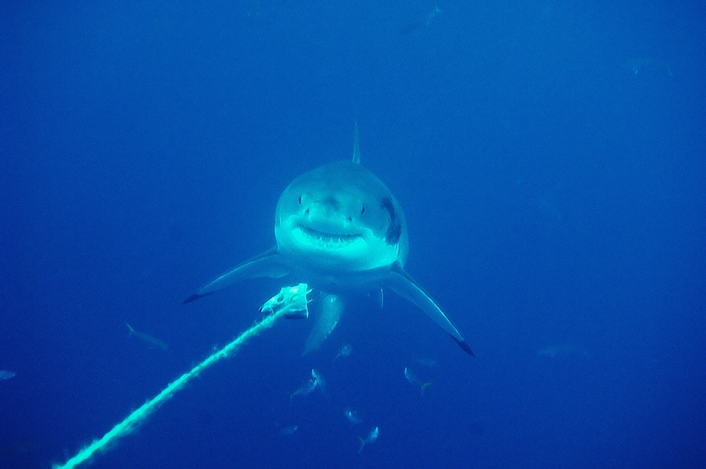 white shark II