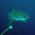 white shark II - kleiner weisser Hai