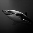 White Shark III