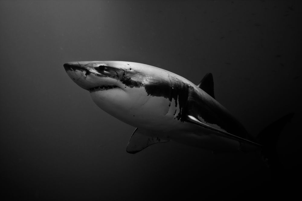 White Shark III