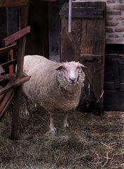 White sheep on a cloudy day