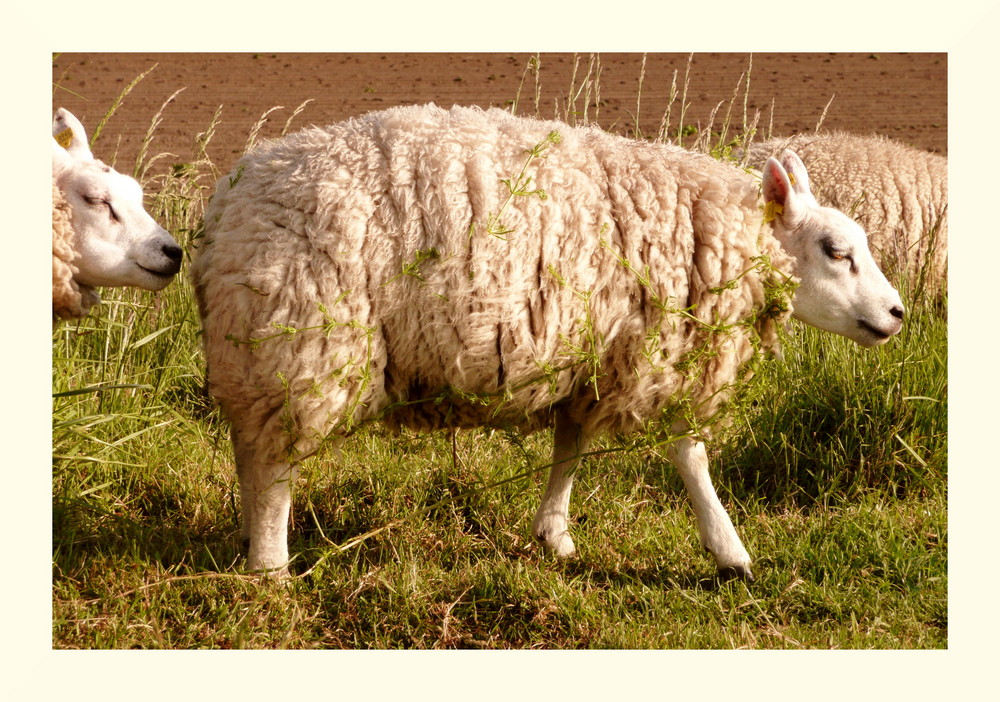 White sheep with cleavers-clothing