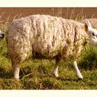 White sheep with cleavers-clothing