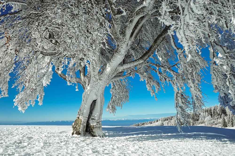 white snow - blue sky