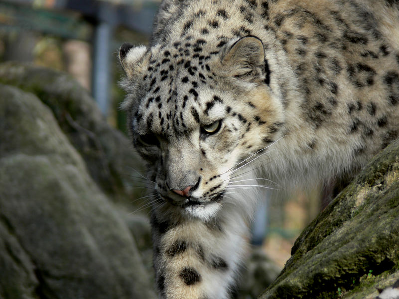 white snow leopard