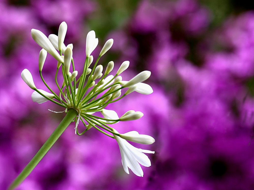 White soul on a purple dream